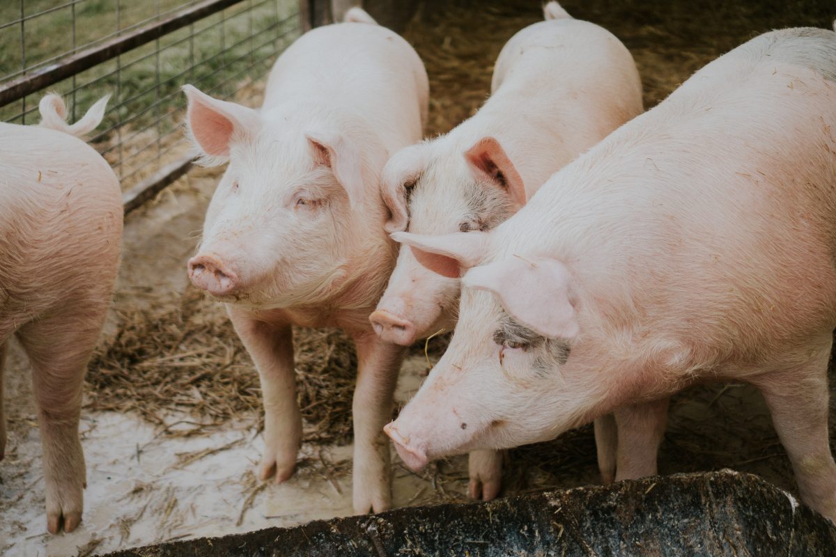 A selective closeup shot of pink pigs in a barn